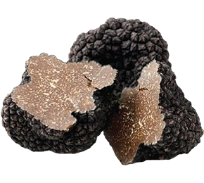 Trüf Mantarı